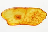 Detailed Fossil Parasitoid Wasp (Braconidae) in Baltic Amber #381236-1